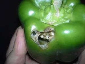 uploads/images/pest/capsicum cutworm.jpg